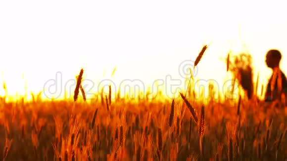 一对爱在夕阳下的小麦视频的预览图