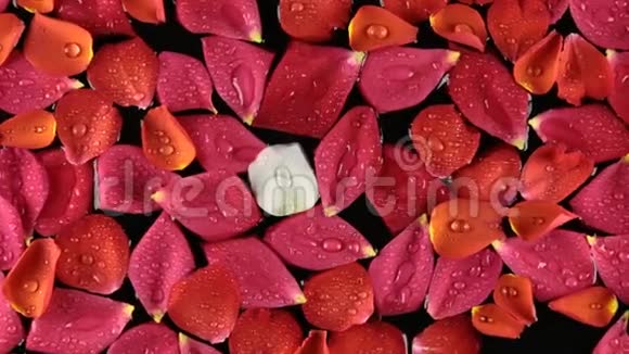 放大美丽的玫瑰花瓣与露珠水疗概念视频的预览图