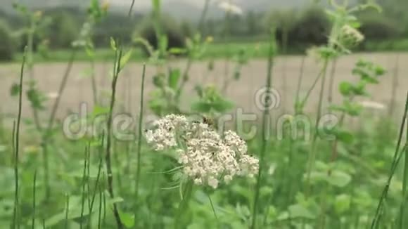 蒙潭乡小黄蜂坐在白花旁的宏观景色视频的预览图
