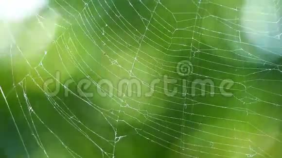 在绿叶和阳光的背景下在风中用蜘蛛网循环视频的预览图