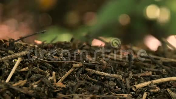 夏天森林中蚂蚁山的生活视频的预览图