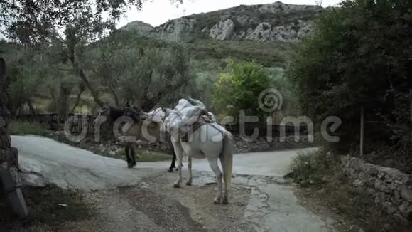两匹马在货物旅行后休息住在山里的人生活很差运输动物和货物视频的预览图