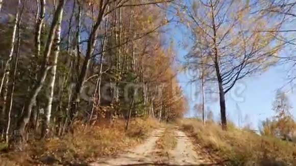 镜头移动到森林路上秋天的美丽森林视频的预览图