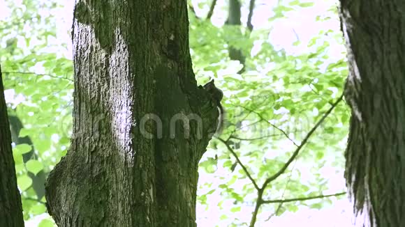 一只可爱的灰色松鼠在树上吃坚果的侧面景色视频的预览图