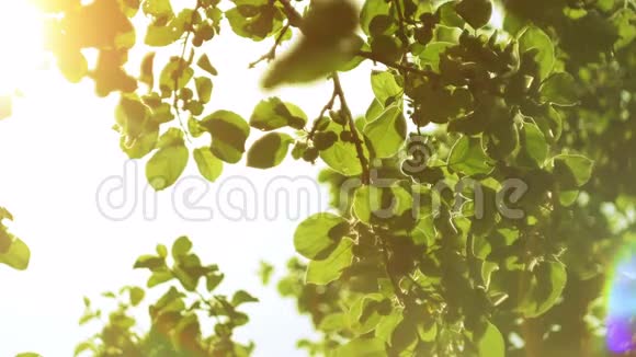 自然背景阳光透过风吹照在绿树上视频的预览图