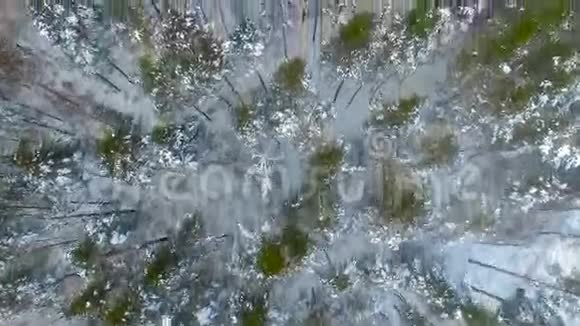 空中飞行飞越冬季森林松树覆盖着雪上景视频的预览图