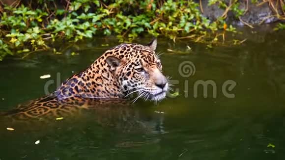 美洲虎在池塘里玩耍和游泳视频的预览图
