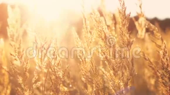 夕阳下的羽毛草地视频的预览图