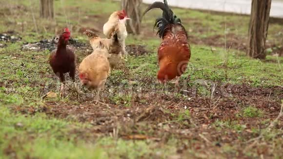 大自然中的自由牧场鸡和公鸡喂养视频的预览图