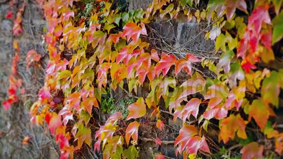 美丽的秋墙红色的常春藤叶子视频的预览图