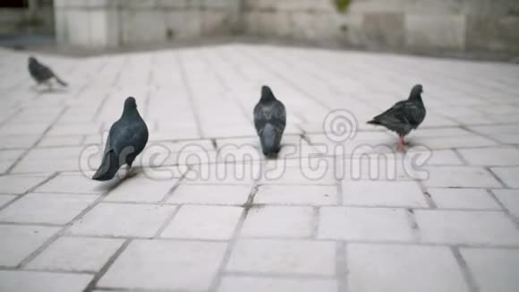 一群鸽子在城镇广场上行走视频的预览图