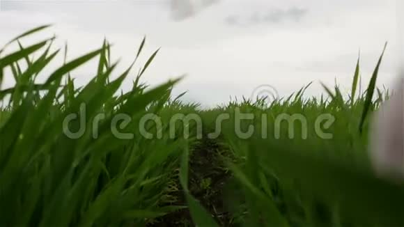 慢动作在绿地上奔跑的小女孩视频的预览图