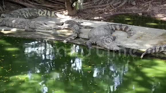 鳄鱼在水附近视频的预览图