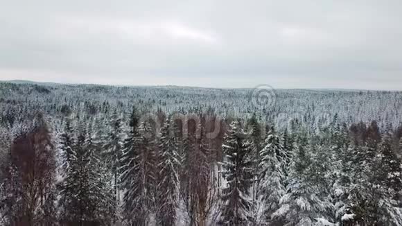 寒冬大森林上空的慢镜头视频的预览图