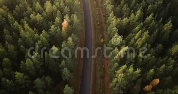 空中拍摄的青松和黄桦林道路在中间摄像机跟着道路视频的预览图