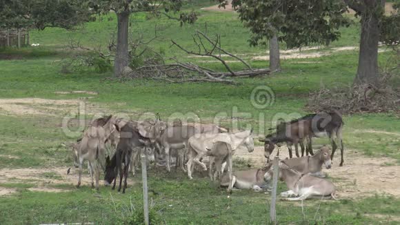 驴子在田野里放松和休息视频的预览图