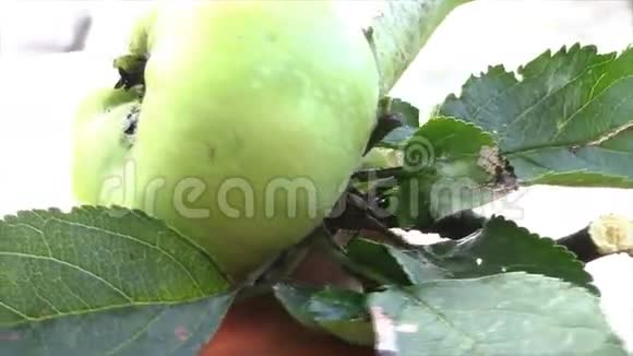 美味的苹果正从苹果树上掉下来视频的预览图