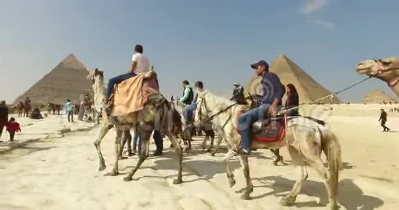 吉萨金字塔建筑群的马和骆驼游客组视频的预览图