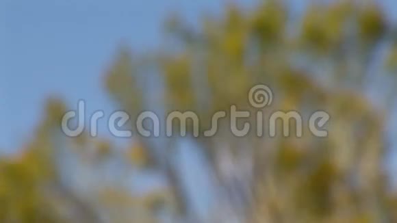 布吕纳沙丘爱达荷州34鼠尾草刷风视频的预览图