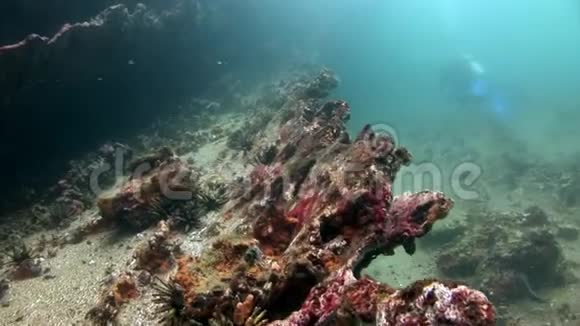 加拉帕戈斯天然海洋水族馆海底海胆视频的预览图