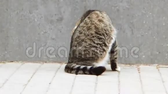 街上流浪猫美容的后景视频的预览图