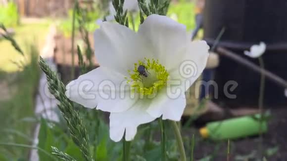 夏天当太阳亮时虫子会爬在一朵授粉的花朵上闭上眼睛视频的预览图