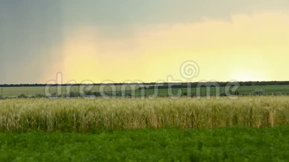 暴风雨的云彩是灰蓝色的覆盖着谷物小麦黄昏的时候日落的时候黑暗的夏天滑了下来视频的预览图