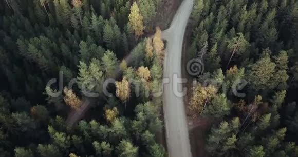 空中拍摄的青松和黄桦林道路在中间摄像机跟着道路视频的预览图