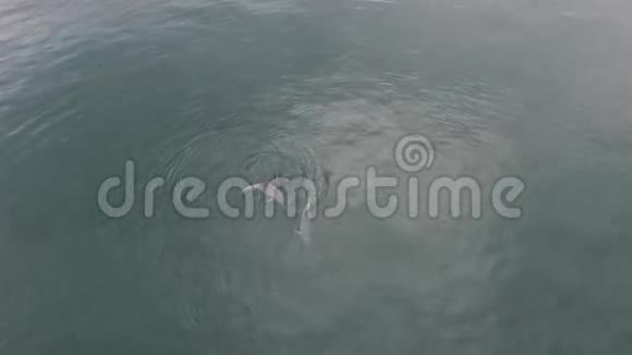 海豚在海洋中玩耍视频的预览图