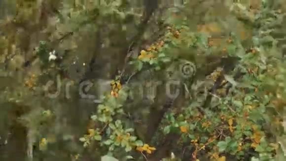黄绿树枝摇得很厉害视频的预览图