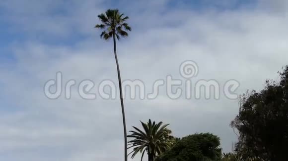从棕榈树到加州圣塔莫尼卡海洋的倾斜视频的预览图