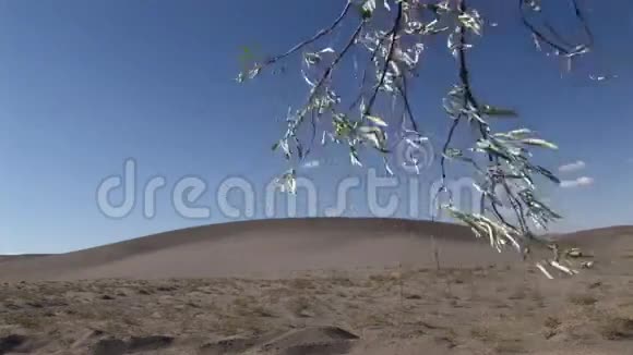 布卢瑙沙丘爱达荷州36个橄榄枝和沙丘视频的预览图