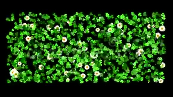 花坛种植雏菊和立体植物动画背景的草甸包括阿尔法频道视频的预览图