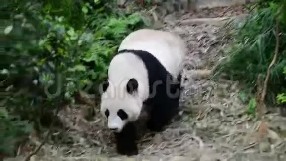 熊猫在找食物视频的预览图