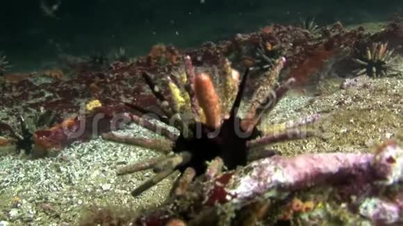 加拉帕戈斯天然海洋水族馆海底海胆视频的预览图