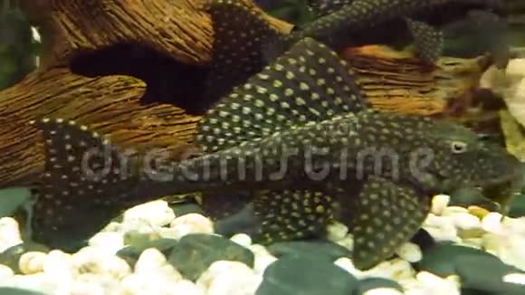 热带海底鱼类在水族馆游泳底部有石头视频的预览图