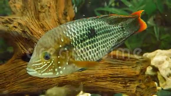热带色彩斑斓的鱼用植物和木片游动视频的预览图