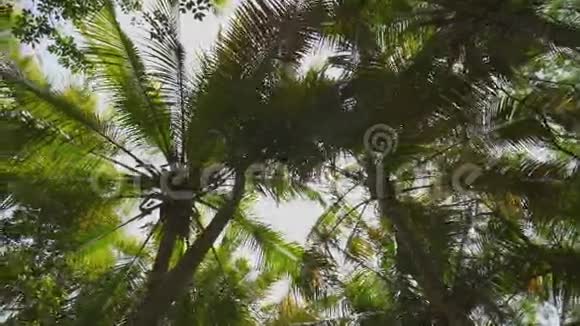 太阳阳光透过棕榈树的叶子视频的预览图