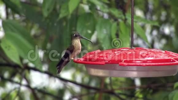 猕猴桃鸟从加拉帕戈斯群岛的特殊红饲养器中喝花蜜视频的预览图