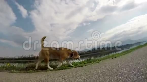 小猎犬行走时的慢镜头宽角镜头视频的预览图