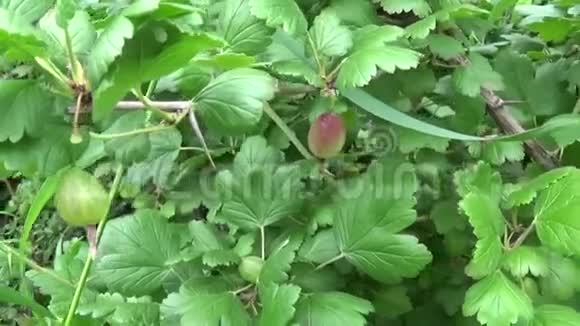 果园内新鲜的绿色醋栗灌木视频的预览图