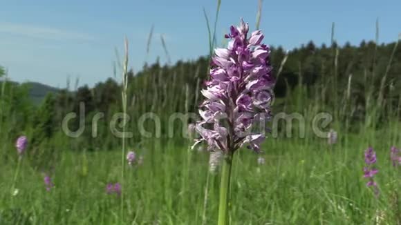 野生美丽的紫兰兰蛹草甸视频的预览图
