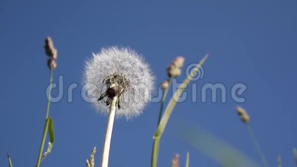 蒲公英和公鸡脚下的草本植物特写在蓝天的背景上拍摄电影高清静态摄像机视频的预览图