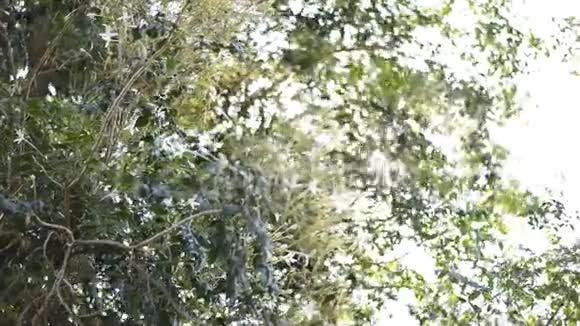 日出的光线穿过柯恩树视频的预览图