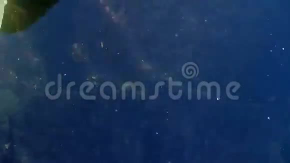 高清1080p特写电影大彩锦鲤鱼在花园池塘游泳1080p视频的预览图