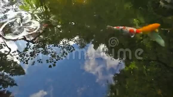 高清1080p电影大彩锦鲤鱼游泳池水倒影花园1920x1080视频的预览图