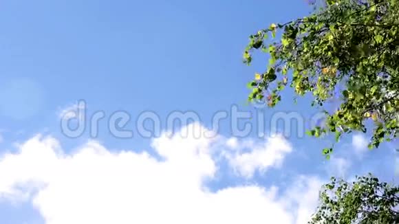 桦树的枝条天空云视频的预览图