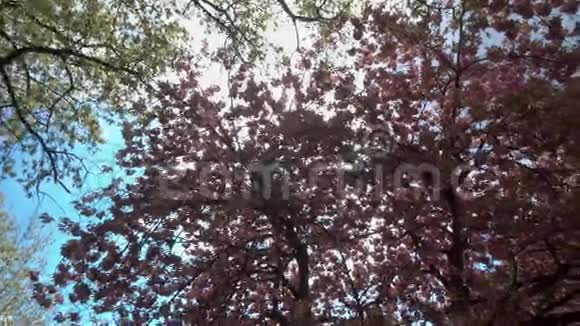 阳光从开花的树上流过视频的预览图