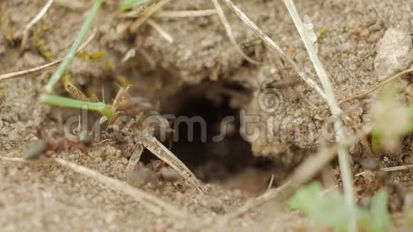 蚁群在地面特写镜头的一个洞里携带补给品视频的预览图