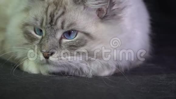 有趣的白色蓬松蓝眼猫监视激光束视频的预览图